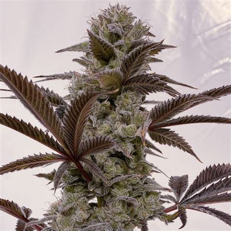 dirty squirt strain info|greyhoundz strain.